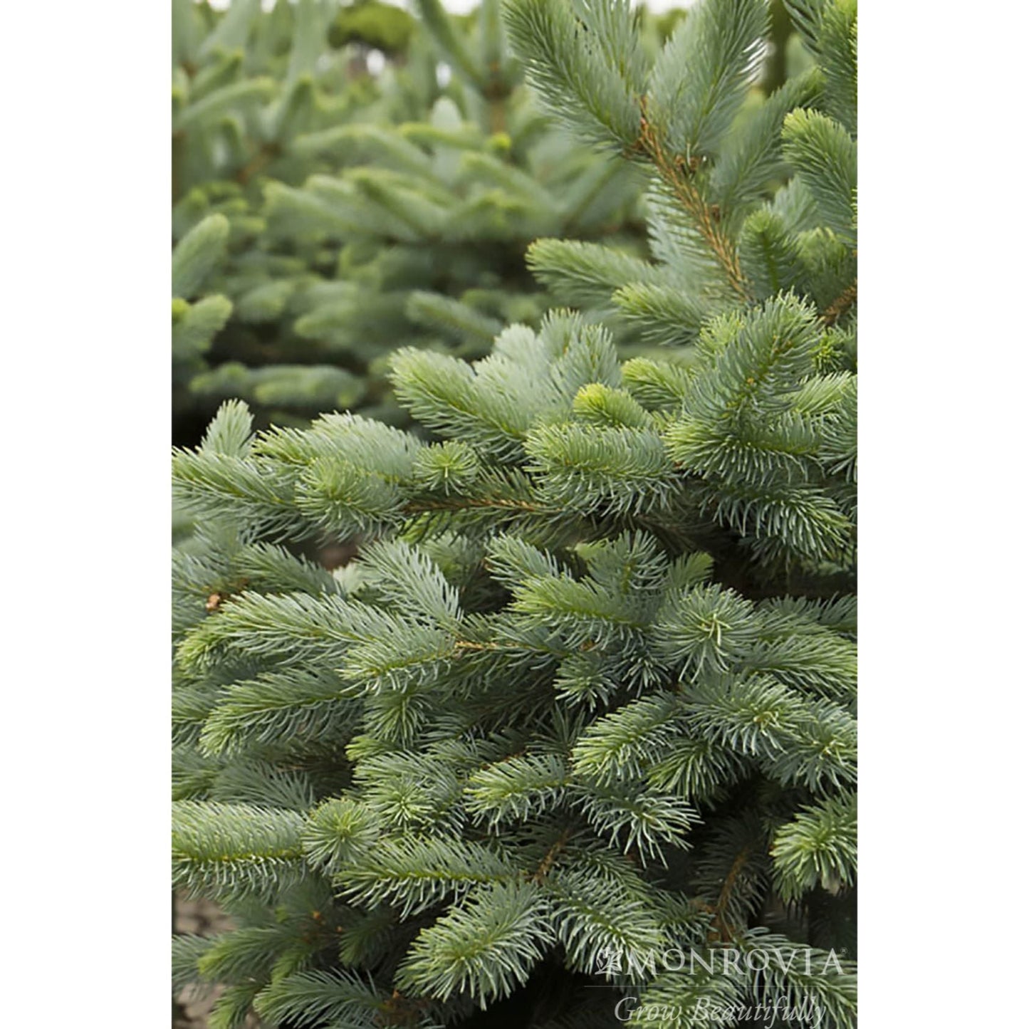 Baby Blue Eyes Spruce
