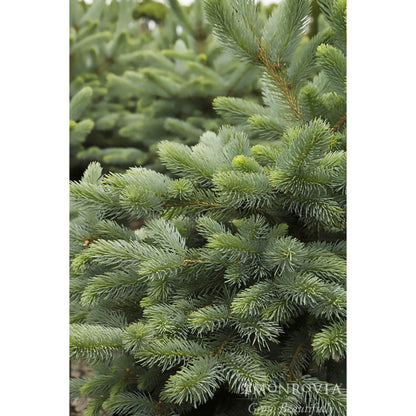 Baby Blue Eyes Spruce