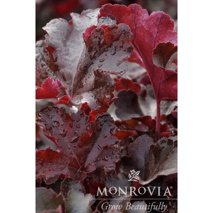 Balboa Sunset® Heuchera