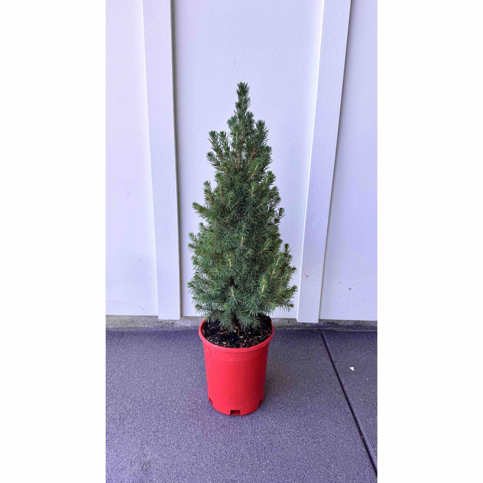 Dwarf Alberta Spruce in Red Holiday Pot