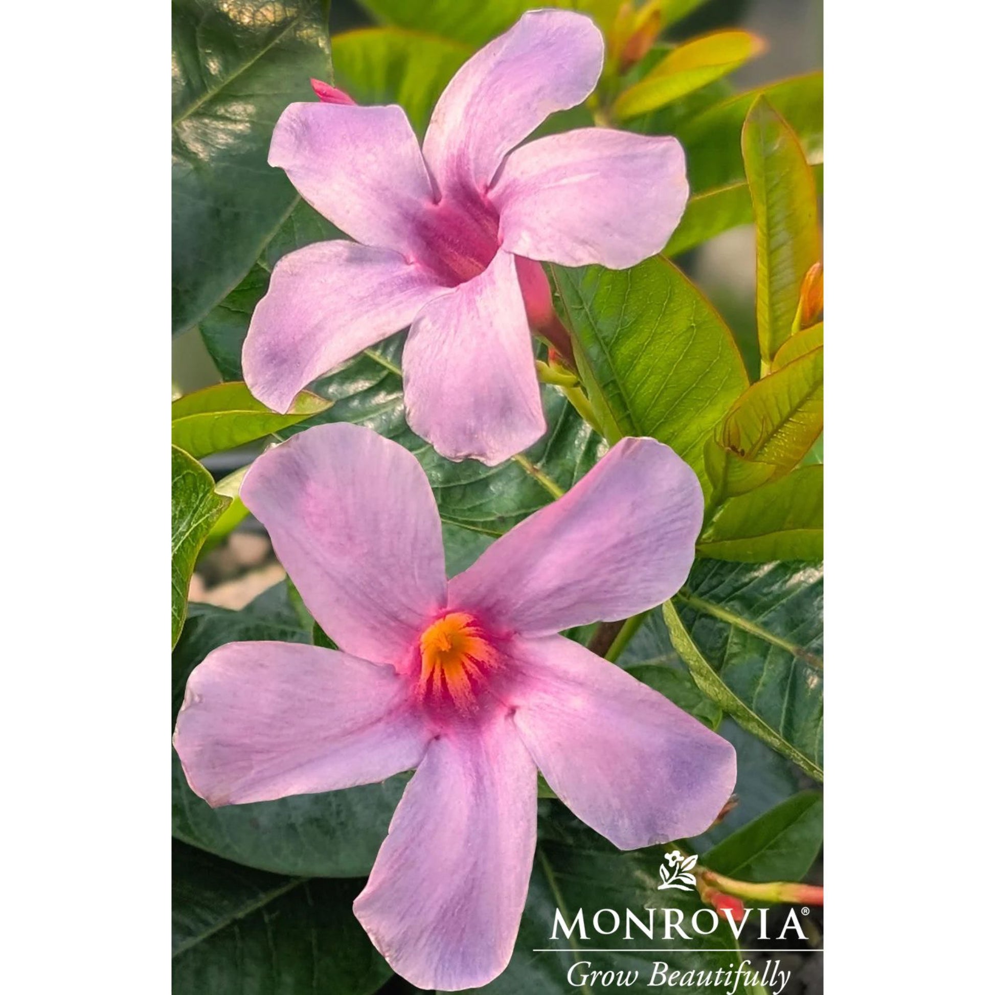 Sun Parasol® Original XP Bluephoria™ Mandevilla